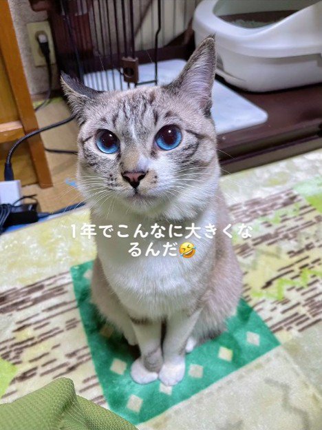 見上げる猫