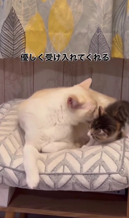 モナカちゃんとソルくん