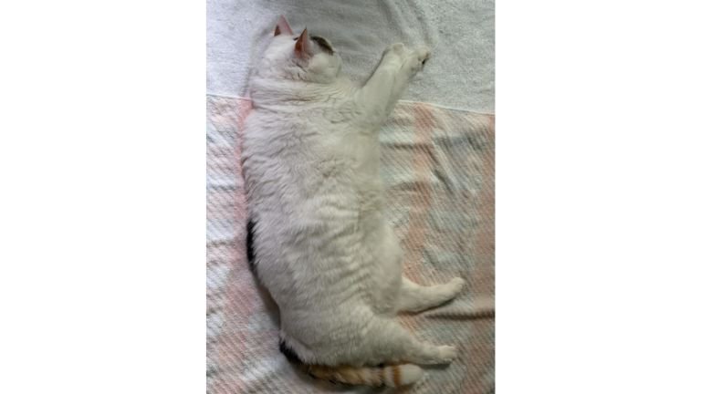 寝ている猫