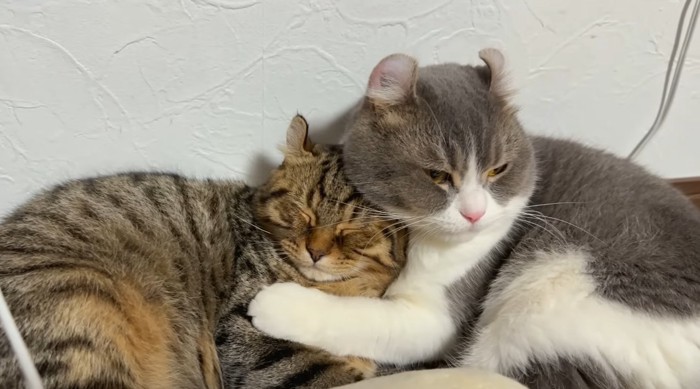 抱きしめるもすけパパ