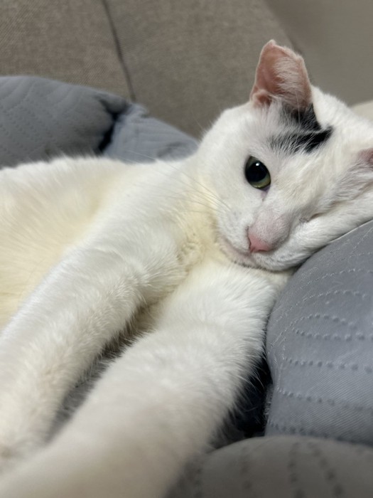 現在のよもぎちゃん