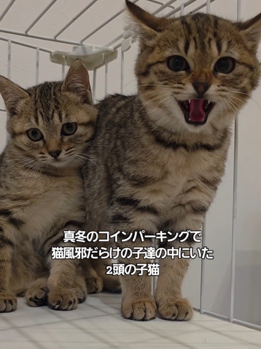 威嚇する子猫