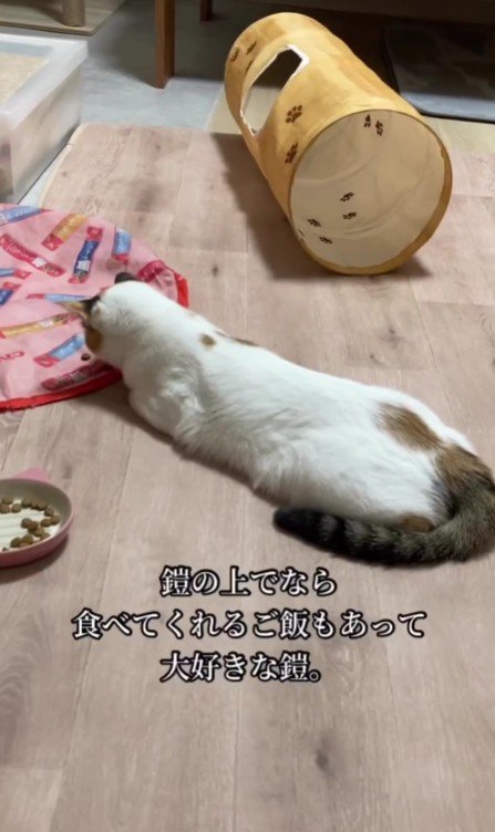 カバーの上でごはんを食べる心福ちゃん