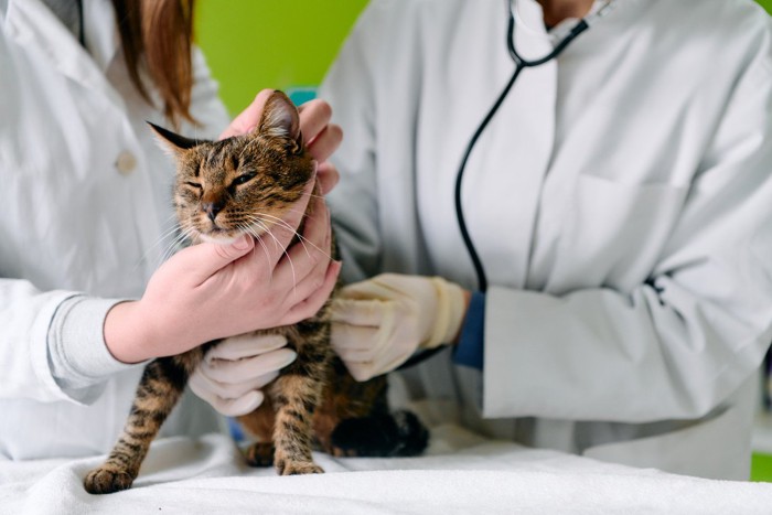 診察を受ける猫