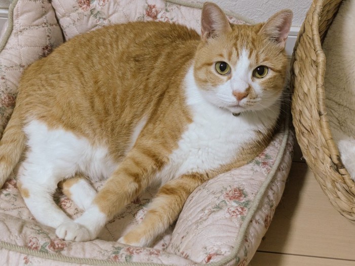 横になって飼い主を見つめる茶白猫