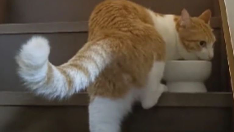 水を飲んでいる猫