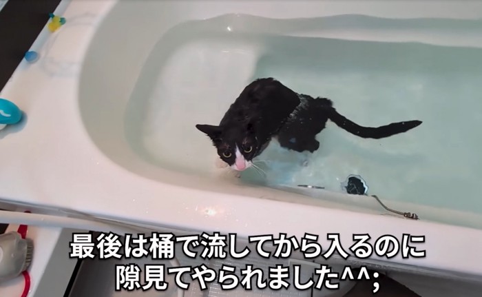 入浴する猫