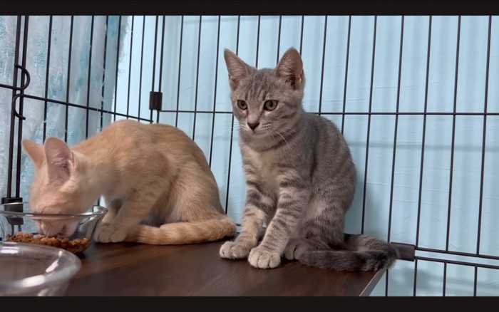 食べ終わった猫