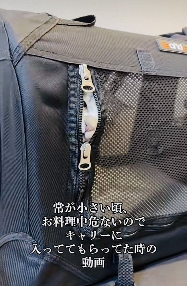 猫用キャリーから顔を覗かせる子猫