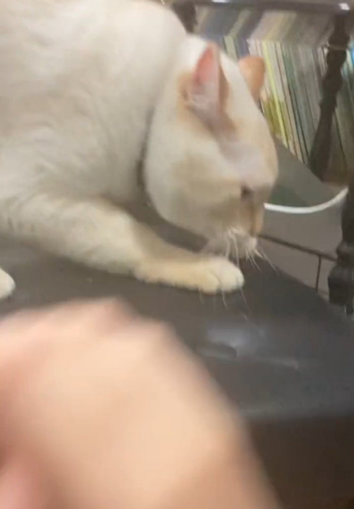 爪を研ごうとする猫