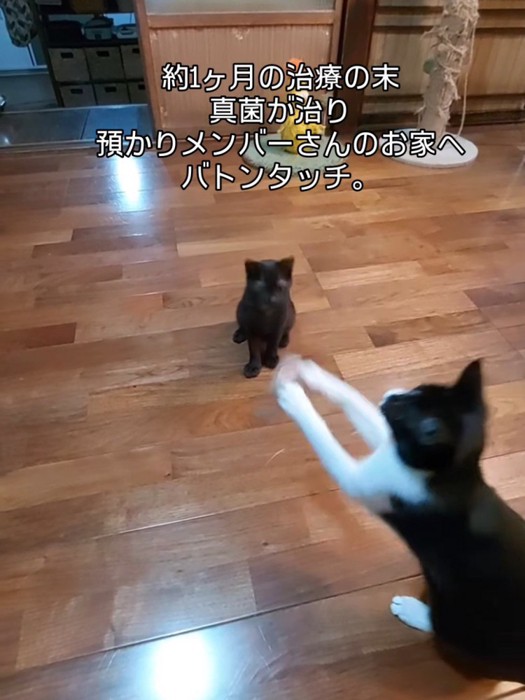 遊ぶ猫を見る子猫