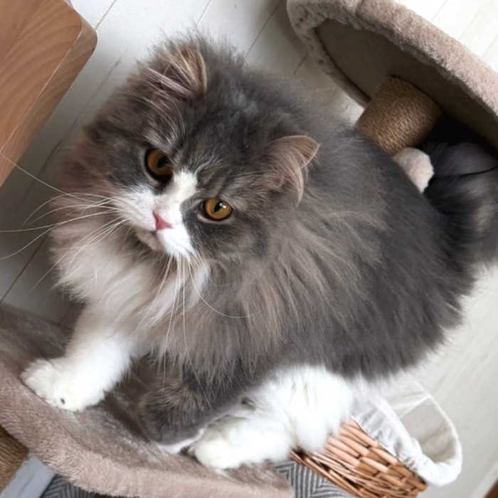 キャットタワーに乗っている猫