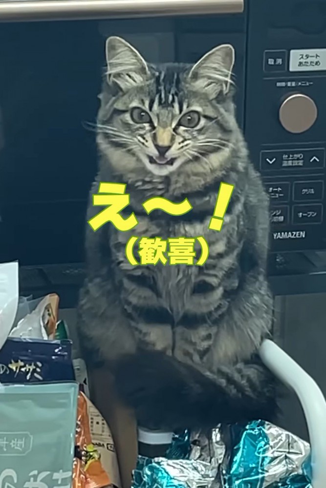 口を開けて鳴く子猫