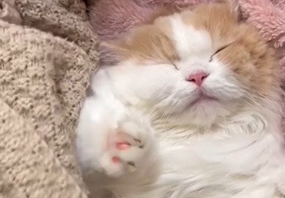 手を伸ばす猫の顔のアップ