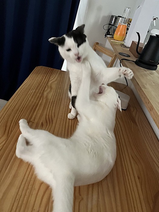 食卓の上で戦う白黒猫と白猫