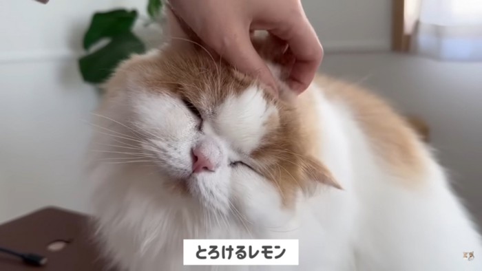 なでられる猫
