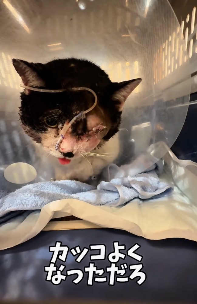 目を手術してもらった猫