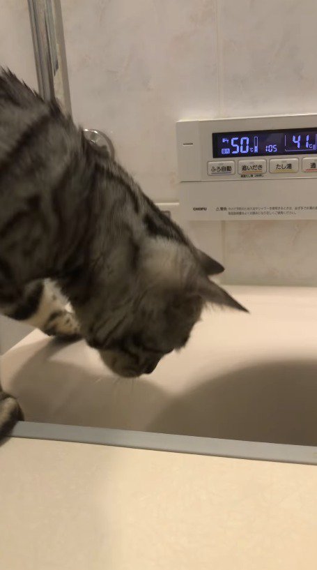 身を乗り出して浴槽の中を見つめる猫
