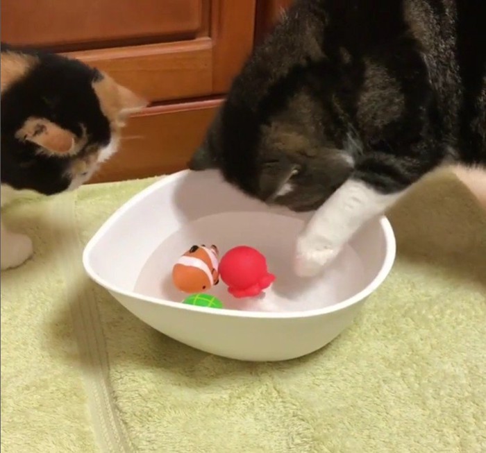 水遊びをしている猫