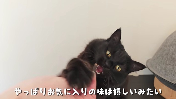 食いつきのいいモカ