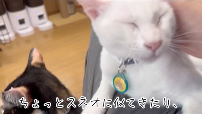 投稿者の手に顔をすり寄せる猫