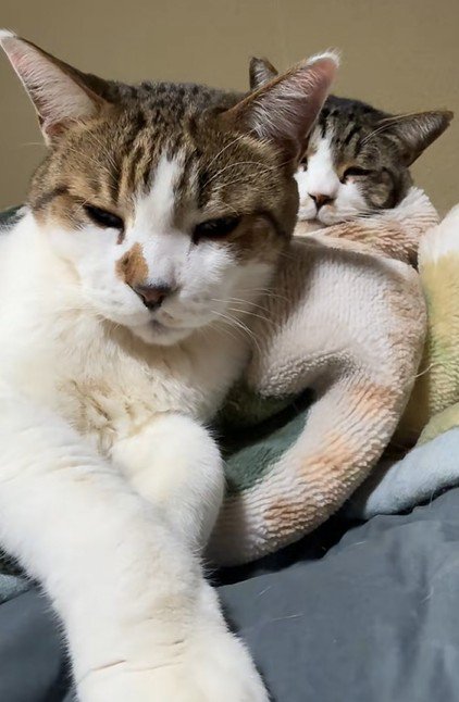 爺ちゃんと呼ばれる猫