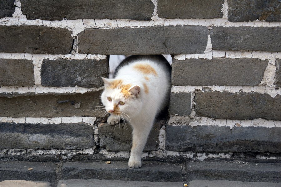 長城の穴をくぐる猫