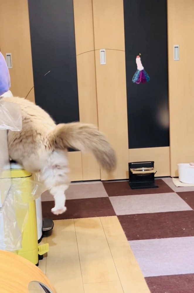 ゴミ箱から降りようと後ろ足を伸ばすラグドール