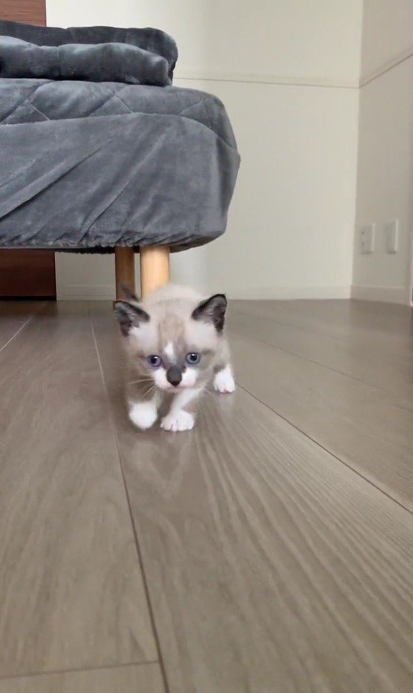 近づいてくるにぼしくん