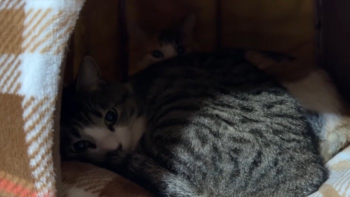 りんちゃんとすずちゃん