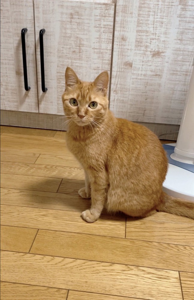 茶トラの猫がこちらを見ている