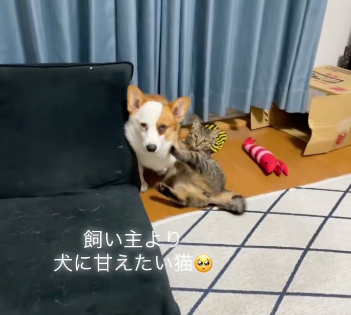こちらを見つめる犬と猫