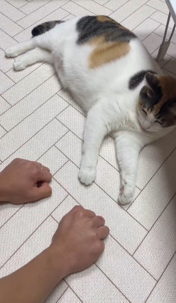 拳ふたつと猫