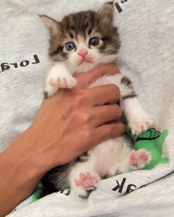 抱きかかえられる猫