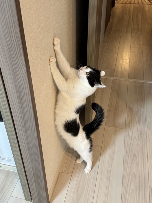 壁で爪とぎする猫