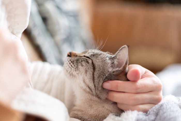 幸せそうな表情を浮かべる猫