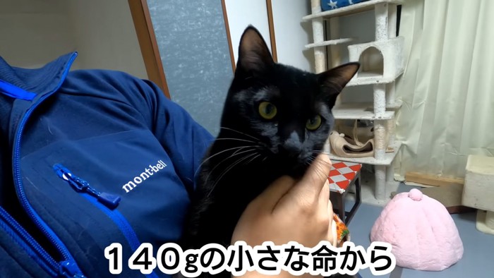 抱っこされる黒猫の顔