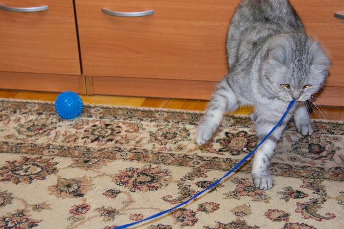 ひもをかじる猫