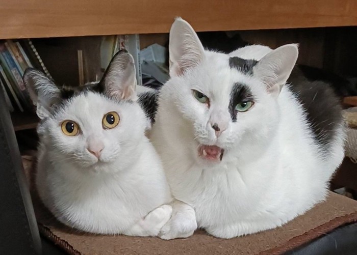 表情豊かな猫2匹（左：キメ顔/右：変顔）