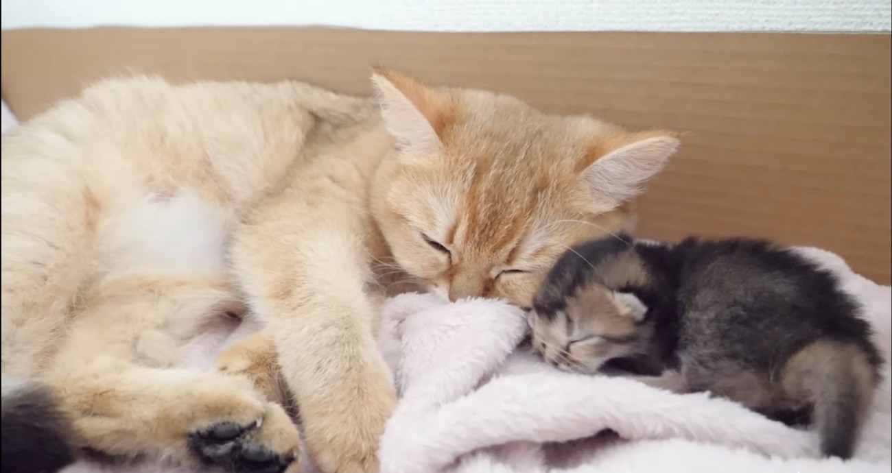 顔をくっつけた母猫と子猫