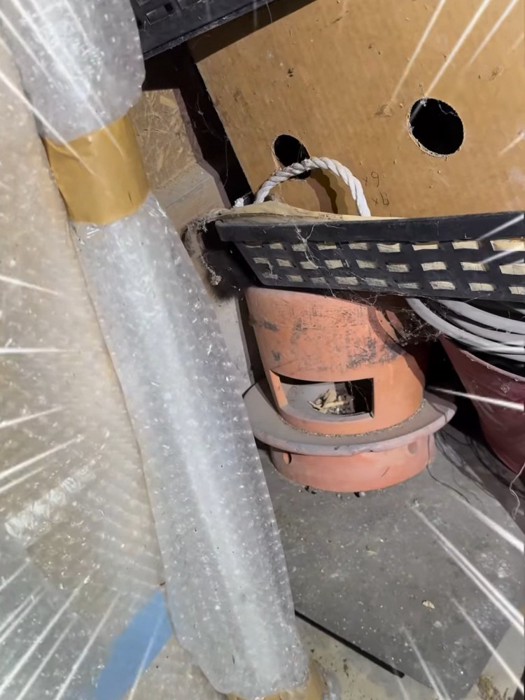 蔵の奥にいる子猫