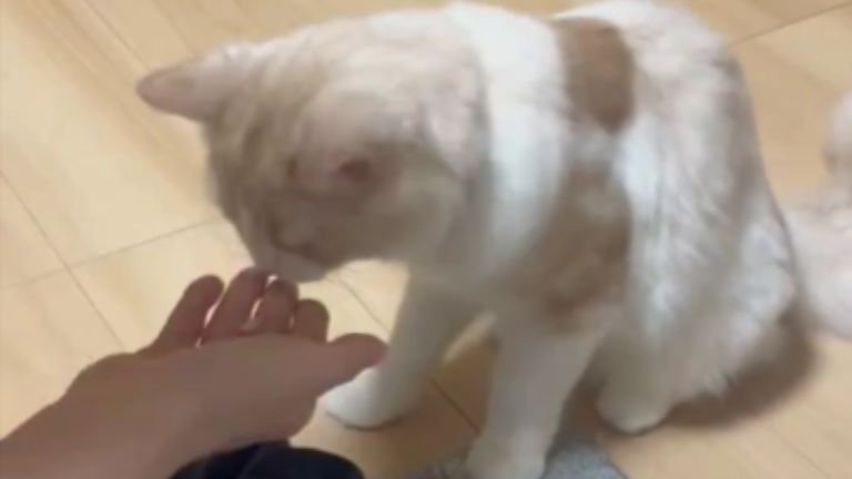 投薬中の猫