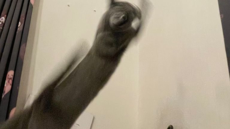 ジャンプしている猫