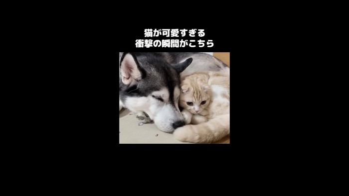 密着
