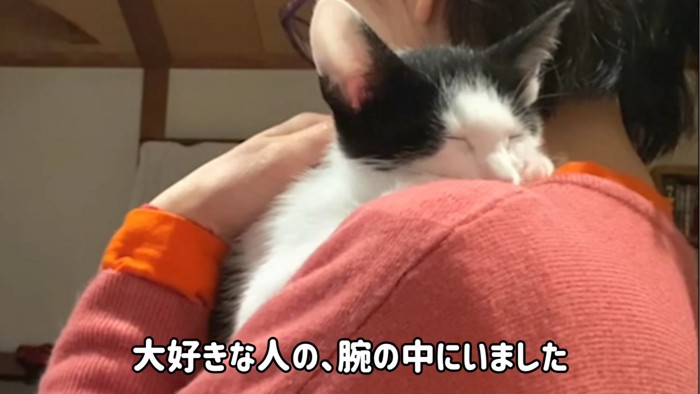 抱っこされる子猫