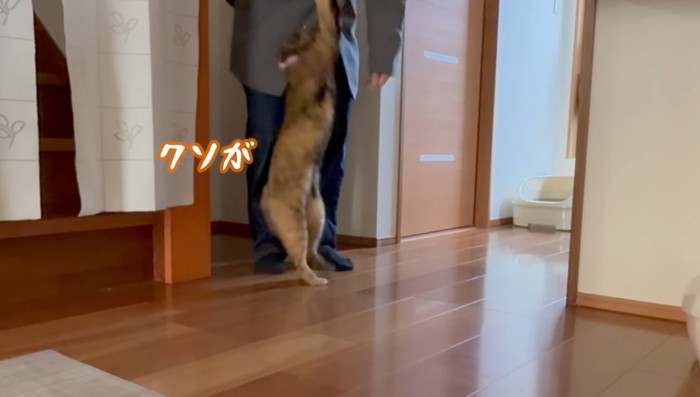 猫パンチ