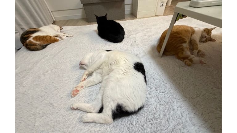室内にいる猫たち