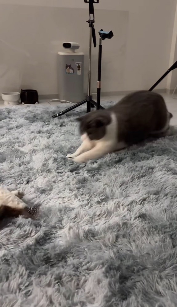 勢いよく身を乗り出す猫