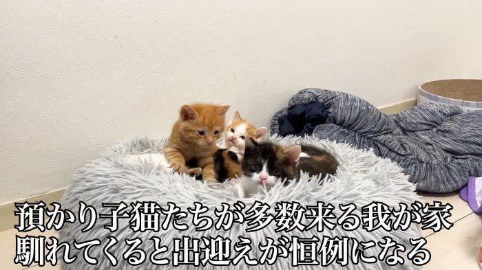 猫団子になる子猫