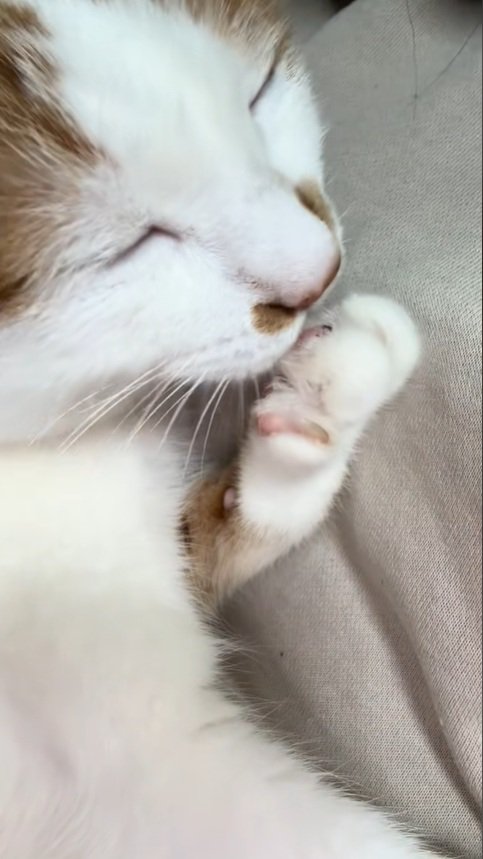 くつろぐねこちゃん
